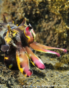 Flamboyant cuttlefish by Philippe Brunner 